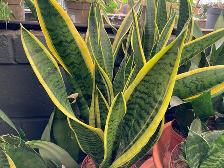Sansevieria (Mother-in-Law's Tongue)