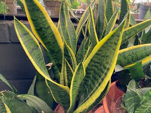 Sansevieria (Mother-in-Law's Tongue)