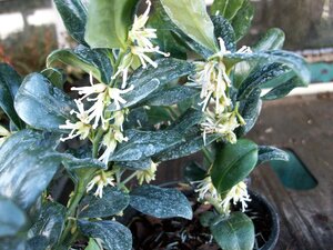 Sarcococca Confusa