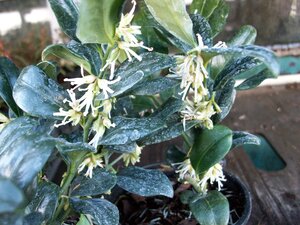 Sarcococca Confusa