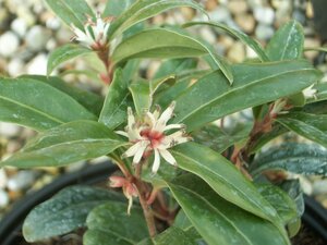 Sarcococca Winter Gem