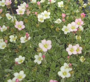 Saxifraga Silver Cushion