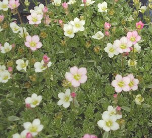 Saxifraga Silver Cushion