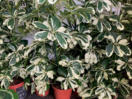 Schefflera arb. Compacta (Umbrella Tree)
