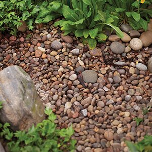 Scottish Pebbles 20-30mm