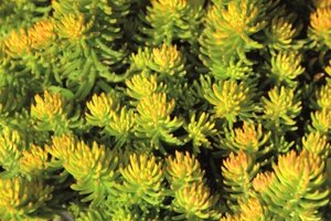 Sedum reflexum Yellow Cushion - image 2