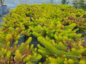 Sedum rupestre Angelina