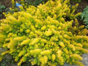 Sedum rupestre Angelina - image 2
