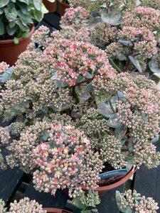 Sedum seduction Rose Charm - image 1