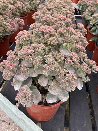 Sedum seduction Rose Charm - image 2