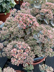 Sedum seduction Rose Charm