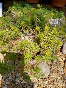 Sedum Yellow Cushion - image 2