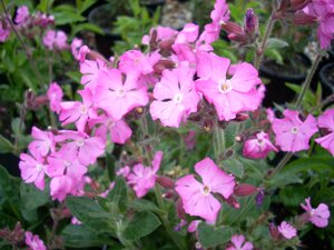 Silene Rollies Favourite
