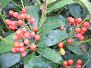 Skimmia japonica Foremanii