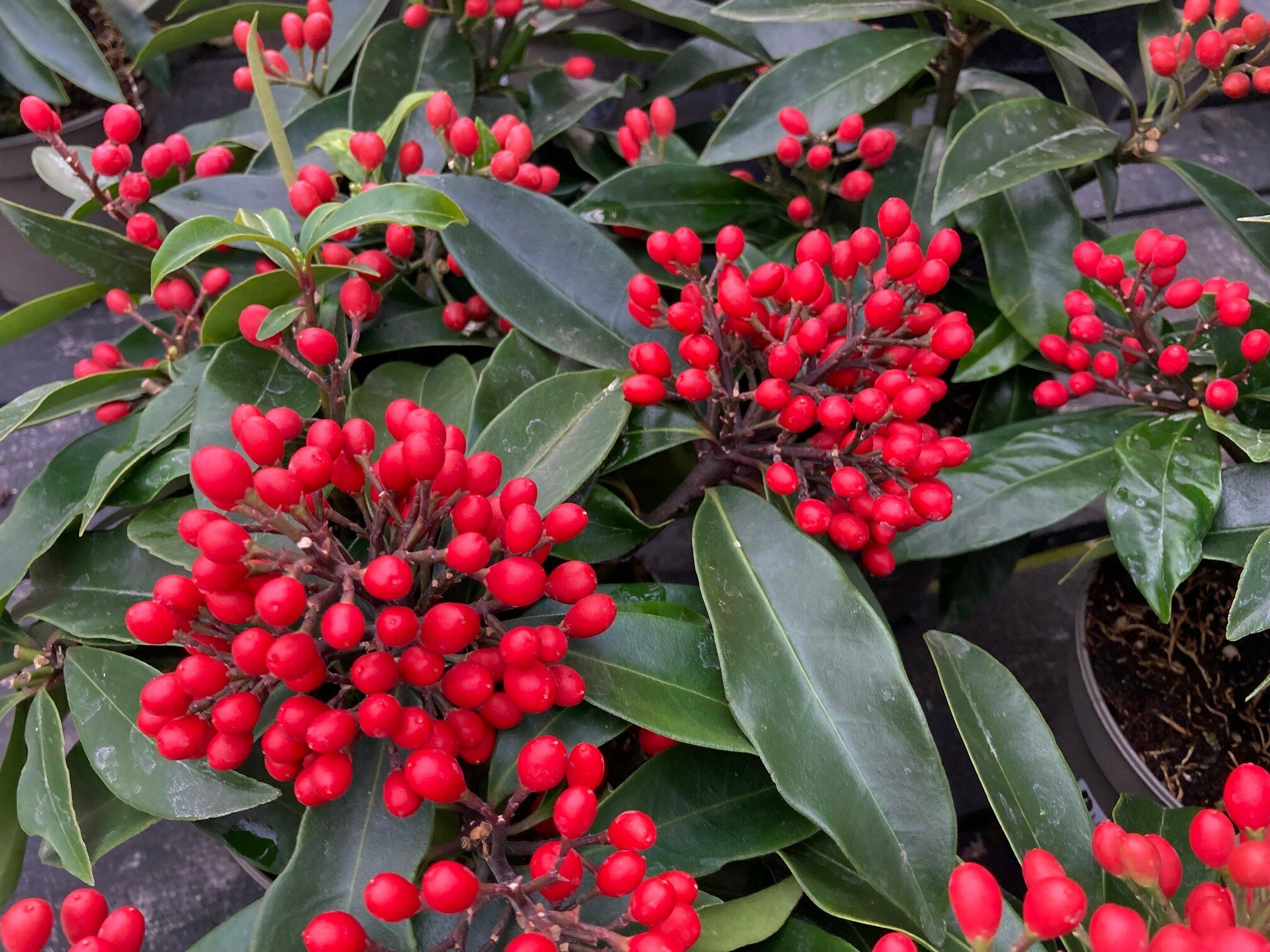 Crimson Wonder: The Vibrant Skimmia Japonica Rubella