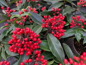 Skimmia japonica Reevesiana