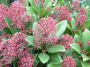 Skimmia japonica Rubella