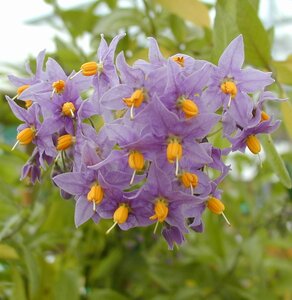 Solanum Crispum Glasnevin