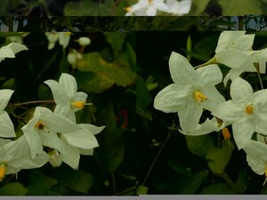 Solanum jas. Album