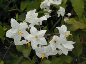 Solanum jas. Album