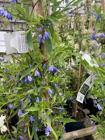 Sollya Heterophylla - image 2