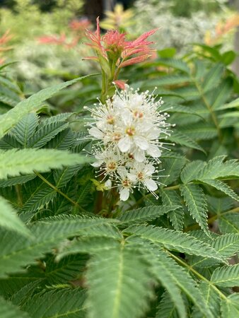 Sorbaria sorbifolia Sem - image 1