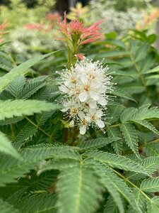 Sorbaria sorbifolia Sem - image 1