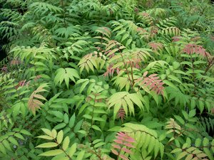 Sorbaria sorbifolia Sem