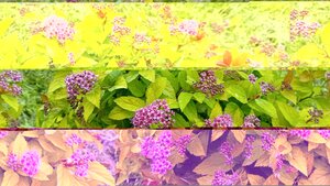 Spiraea jap. Magic Carpet