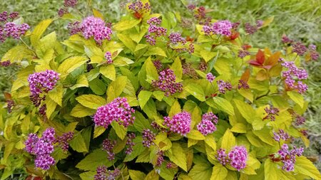 Spiraea jap. Magic Carpet - image 1