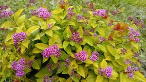 Spiraea jap. Magic Carpet - image 1