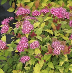 Spiraea japonica Goldflame