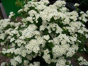 Spiraea nipponica Snowmound