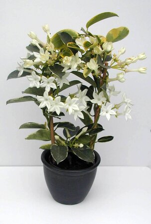 Stephanotis - image 1