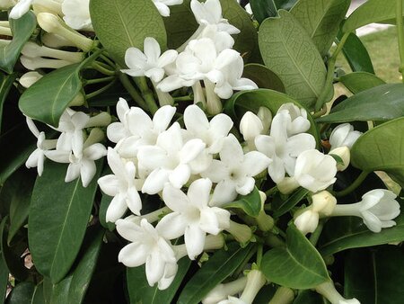 Stephanotis - image 2