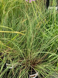Stipa Gigantea