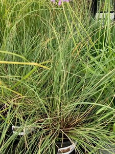Stipa Gigantea