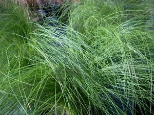 Stipa tenuissima Pony Tails