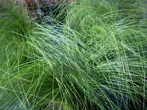 Stipa tenuissima Pony Tails