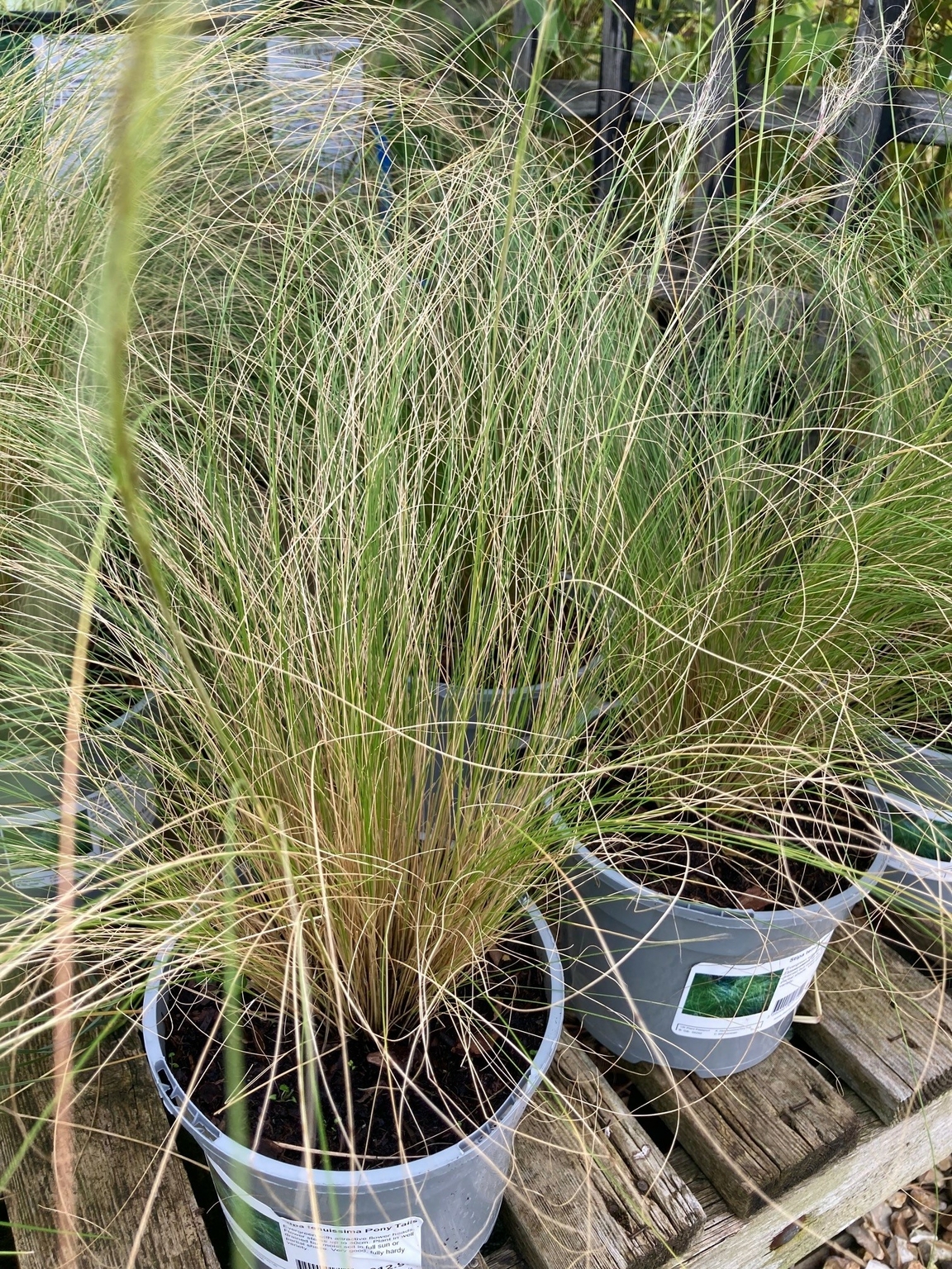 Stipa tenuissima Pony Tails - Thompsons Plants & Garden Centres