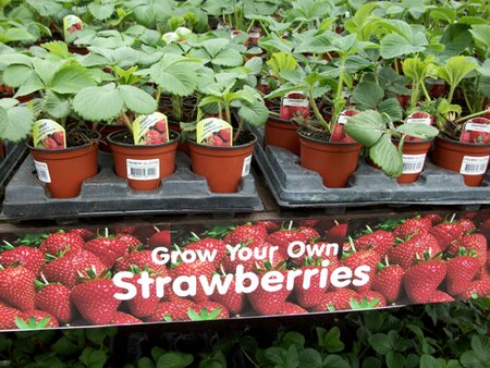 Strawberry collection 9cms - image 2