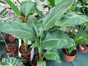 Strelitzia