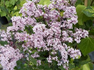 Syringa meyeri Palibin
