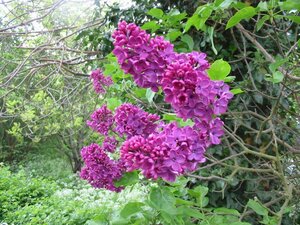 Syringa vul. Charles Joly