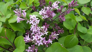 Syringa vul. Red Pixie