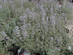 Thymus vulgaris Silver Posie