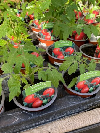 Tomato Moneymaker