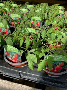 Tomato Tumbling Tom