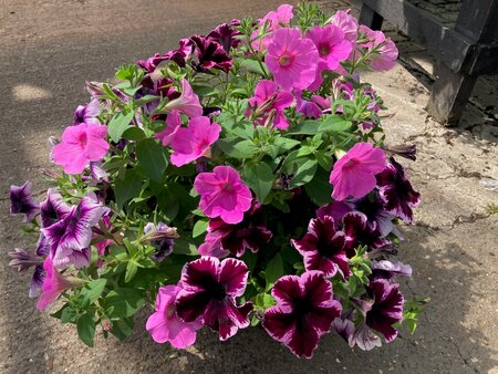 Trailing Petunia Hanging Basket Mixed colours - image 2