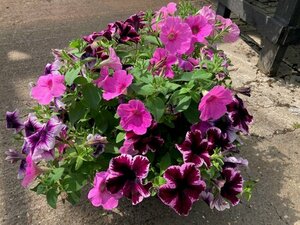 Trailing Petunia Hanging Basket Mixed colours - image 2